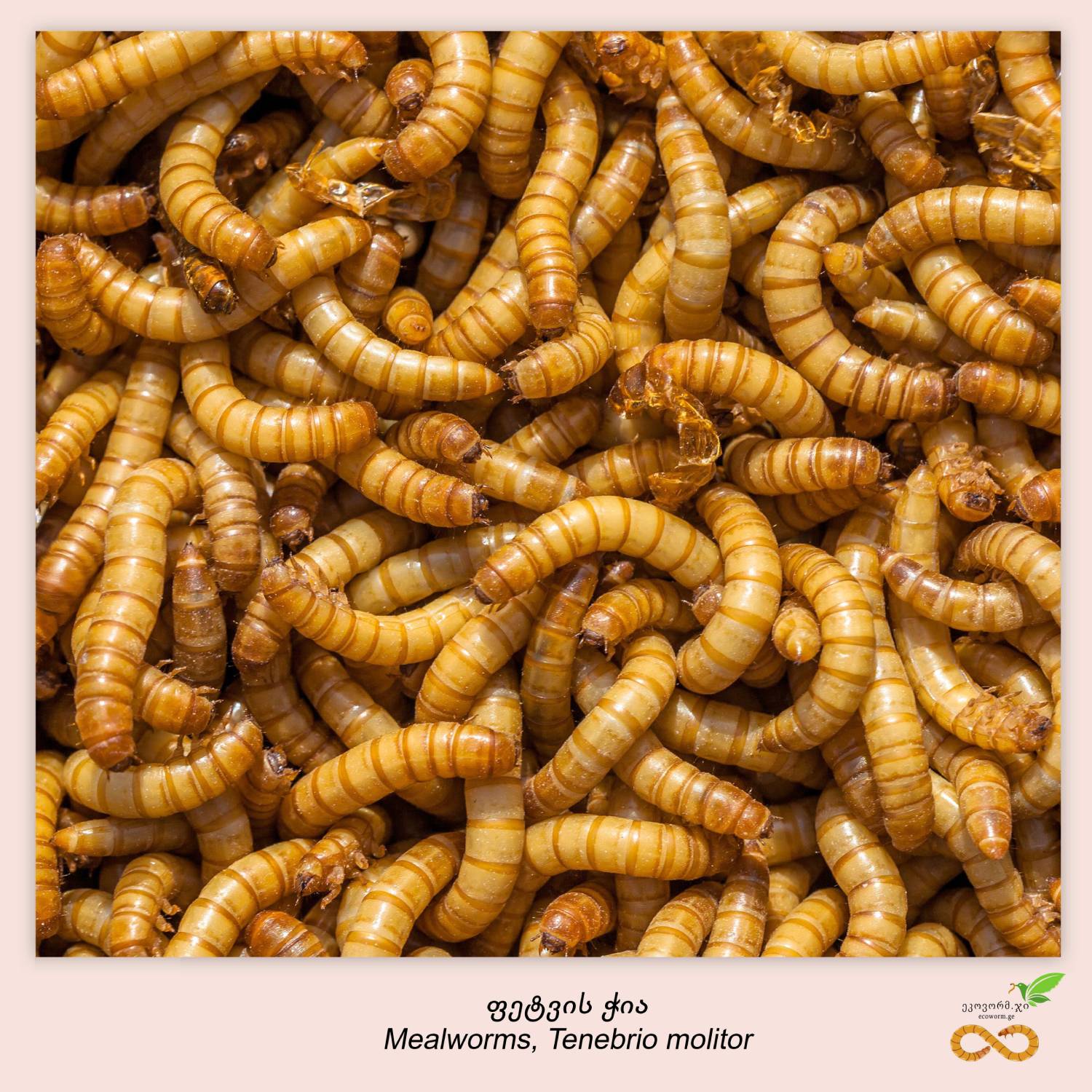 mealworms